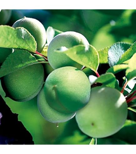 Amazon | 露茜 （つゆあかね） 実梅 《果樹苗》 | 果物
